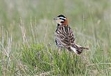 Chestnut-collared Longspur