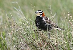 Chestnut-collared Longspur