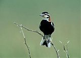 Chestnut-collared Longspur