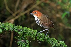 Chestnut-crowned Antpitta