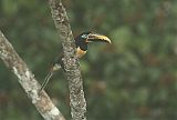 Chestnut-eared Aracari