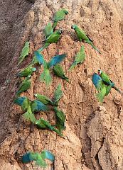 Chestnut-fronted Macaw