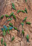 Chestnut-fronted Macaw