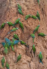 Chestnut-fronted Macaw