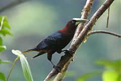 Chestnut-headed Oropendola
