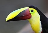 Yellow-throated Toucanborder=