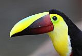 Yellow-throated Toucan