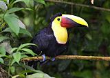 Yellow-throated Toucanborder=