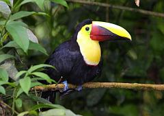 Yellow-throated Toucan