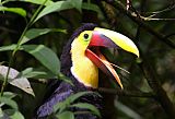 Yellow-throated Toucanborder=