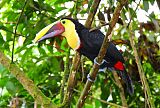 Yellow-throated Toucan