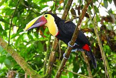 Yellow-throated Toucan