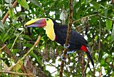 Yellow-throated Toucan