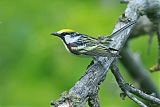 Chestnut-sided Warbler