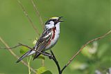 Chestnut-sided Warblerborder=