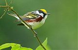 Chestnut-sided Warbler