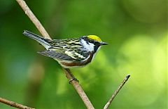 Chestnut-sided Warbler