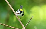 Chestnut-sided Warbler