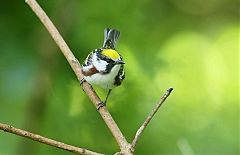 Chestnut-sided Warbler