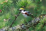 Chestnut-sided Warbler