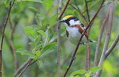 Chestnut-sided Warbler