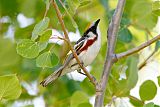 Chestnut-sided Warblerborder=