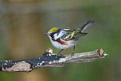 Chestnut-sided Warbler