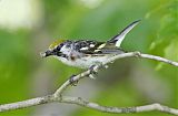 Chestnut-sided Warbler