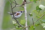 Chestnut-sided Warblerborder=