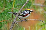 Chestnut-sided Warblerborder=