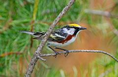 Chestnut-sided Warbler