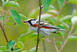 Chestnut-sided Warbler