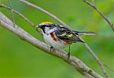 Chestnut-sided Warbler