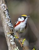 Chestnut-sided Warblerborder=