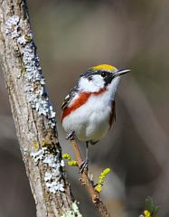 Chestnut-sided Warbler