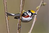 Chestnut-sided Warbler