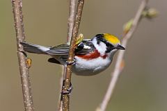 Chestnut-sided Warbler