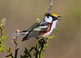 Chestnut-sided Warbler