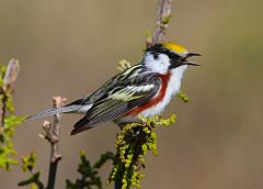 Chestnut-sided Warbler