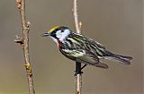 Chestnut-sided Warblerborder=