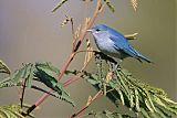 Chestnut-vented Conebill