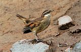 Chestnut-winged Cinclodes