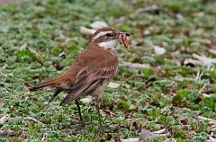 Chestnut-winged Cinclodes