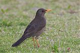 Chiguanco Thrush