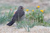 Chiguanco Thrush