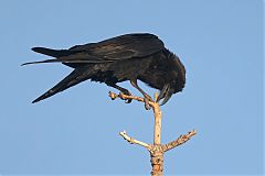 Chihuahuan Raven