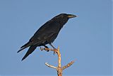 Chihuahuan Raven