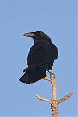 Chihuahuan Raven