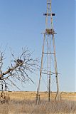 Chihuahuan Raven