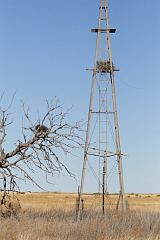 Chihuahuan Raven